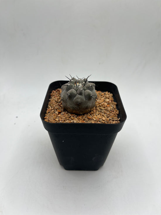 Copiapoa cinerea