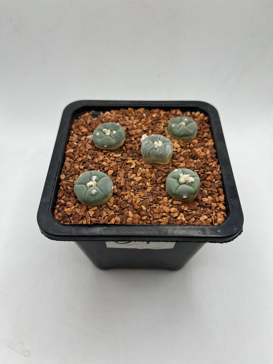 L. alberto-vojtechii (5 pack)