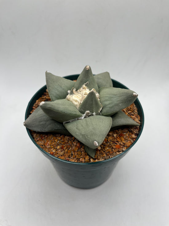 Ariocarpus Retusus