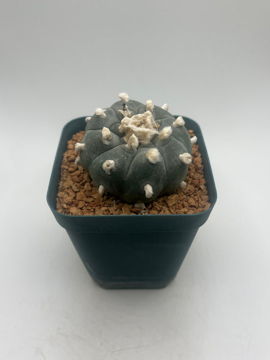 Button Cactus