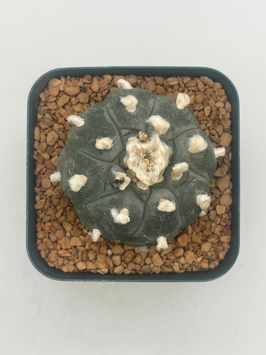 Button Cactus