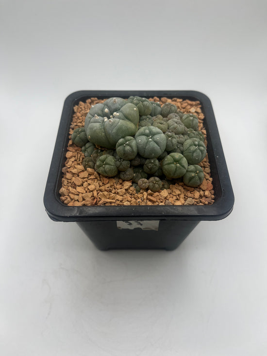 Button Cactus
