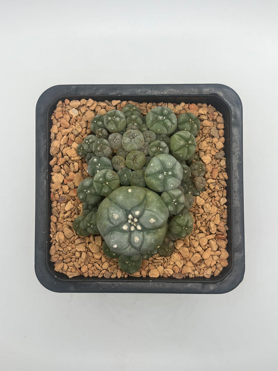 Button Cactus