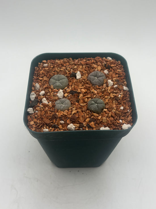 Button Cactus (4 pack)