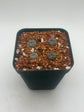 Button Cactus (4 pack)