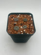 Button Cactus (4 pack)