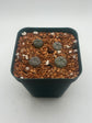 Button Cactus (4 pack)