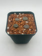 Button Cactus (4 pack)
