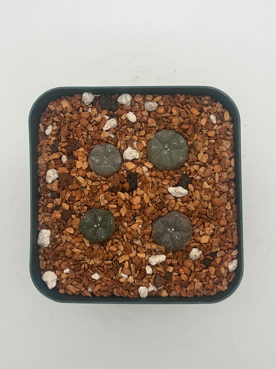 Button Cactus (4 pack)