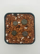 Button Cactus (4 pack)