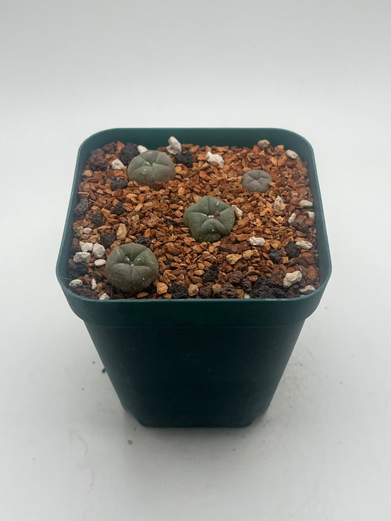 Button Cactus (4 pack)