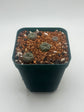 Button Cactus (4 pack)