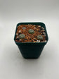 Button Cactus (4 pack)