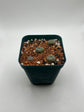 Button Cactus (4 pack)