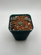 Button Cactus (4 pack)