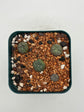 Button Cactus (4 pack)