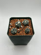 Alberto Button Cactus (4 pack)