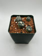 Alberto Button Cactus (4 pack)
