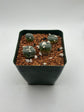 Alberto Button Cactus (4 pack)