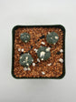 Alberto Button Cactus (4 pack)