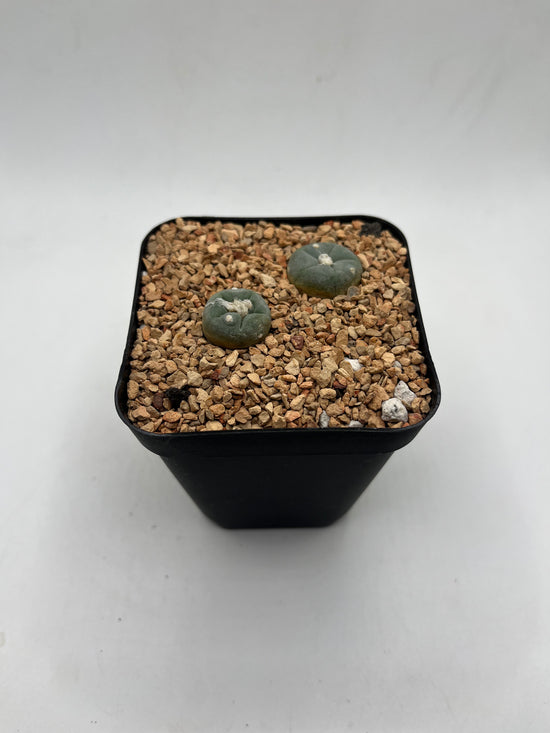 L. alberto-vojtechii 2 pack