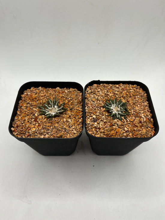 A. KOTSCHOUBEYANUS VAR ELAPHANTIDENS 2 pack
