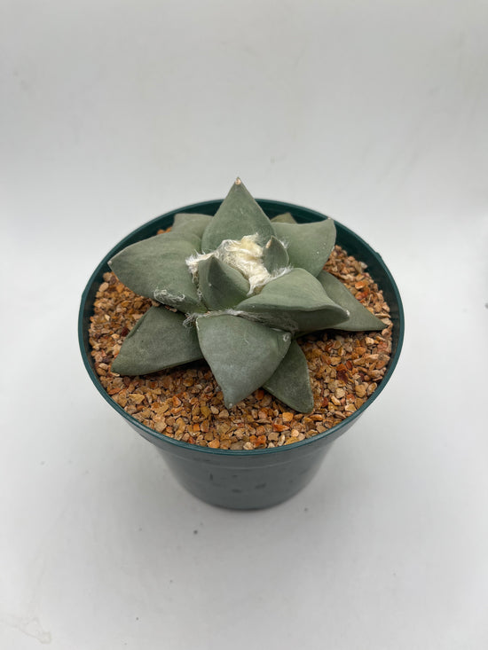 Ariocarpus Retusus