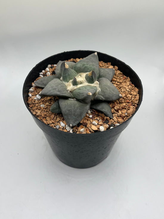Ariocarpus Retusus