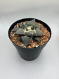 Ariocarpus Retusus