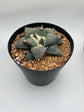Ariocarpus Retusus