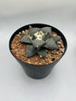 Ariocarpus Retusus