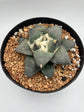 Ariocarpus Retusus