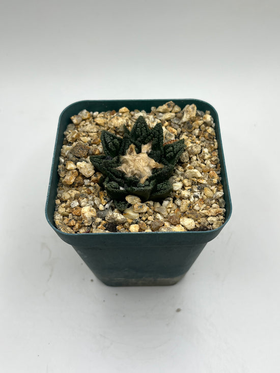 Ariocarpus hintonii