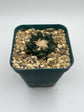 Ariocarpus hintonii