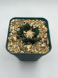Ariocarpus hintonii