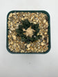 Ariocarpus hintonii