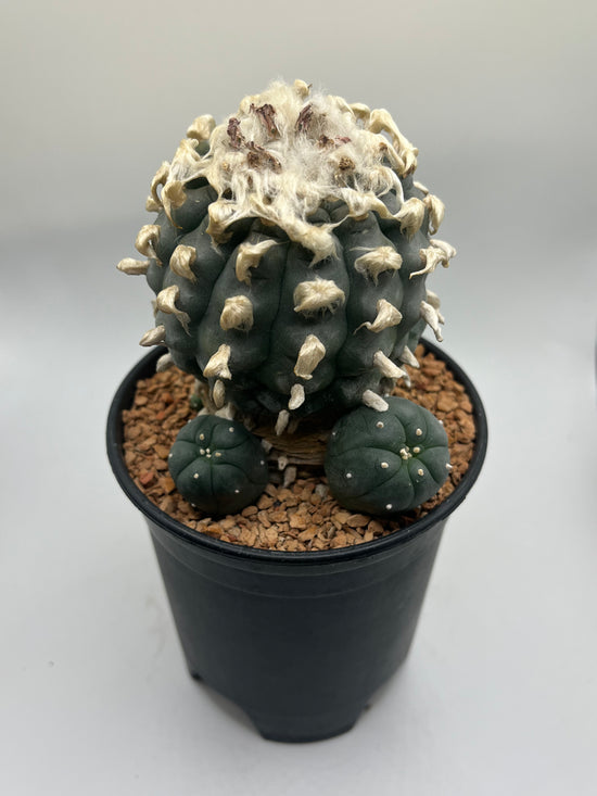 Button Cactus (4 Pups)