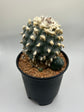 Button Cactus (4 Pups)