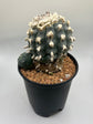 Button Cactus (4 Pups)