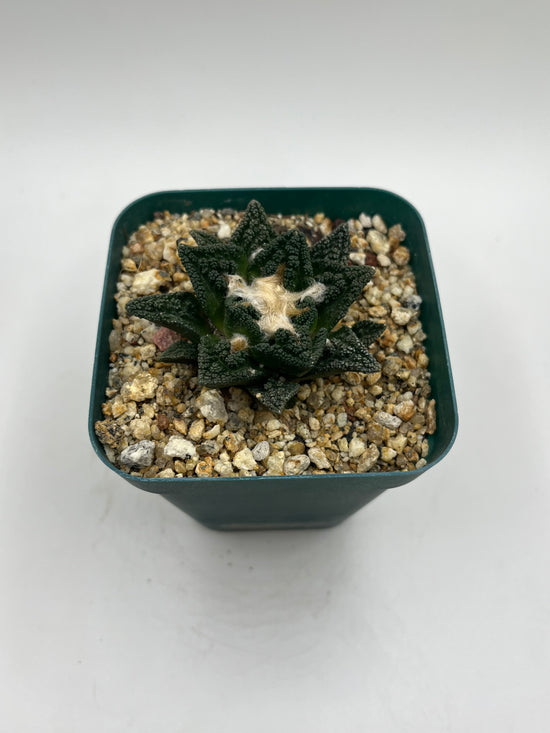Ariocarpus hintonii