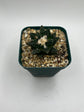 Ariocarpus hintonii