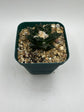 Ariocarpus hintonii