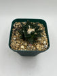 Ariocarpus hintonii