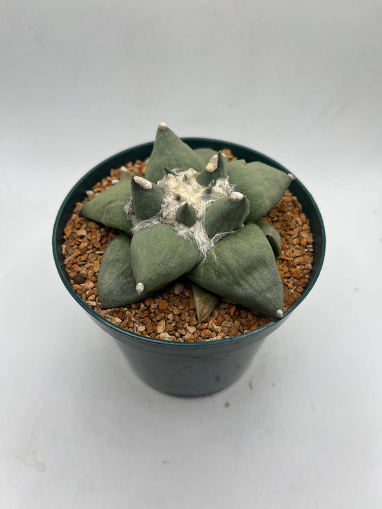 Ariocarpus Retusus