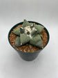 Ariocarpus Retusus