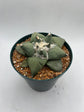 Ariocarpus Retusus