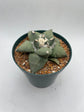 Ariocarpus Retusus