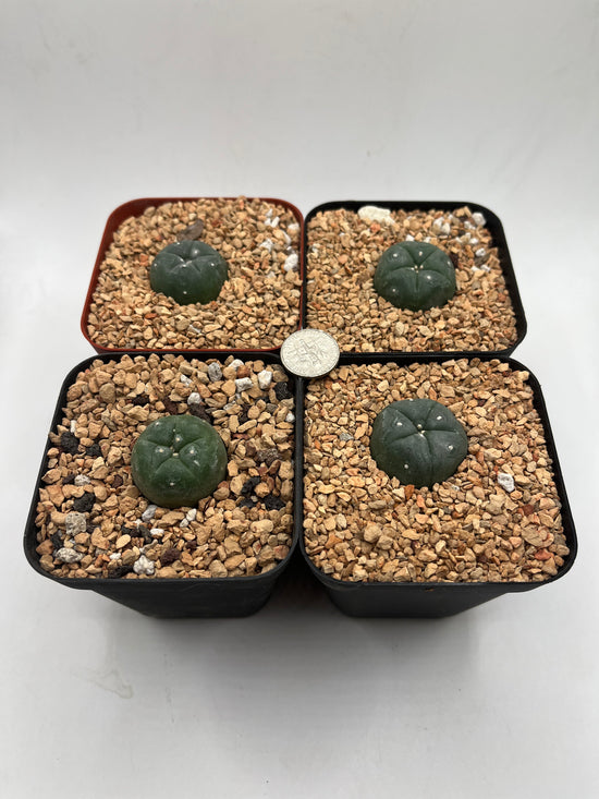 LW 4 pack
