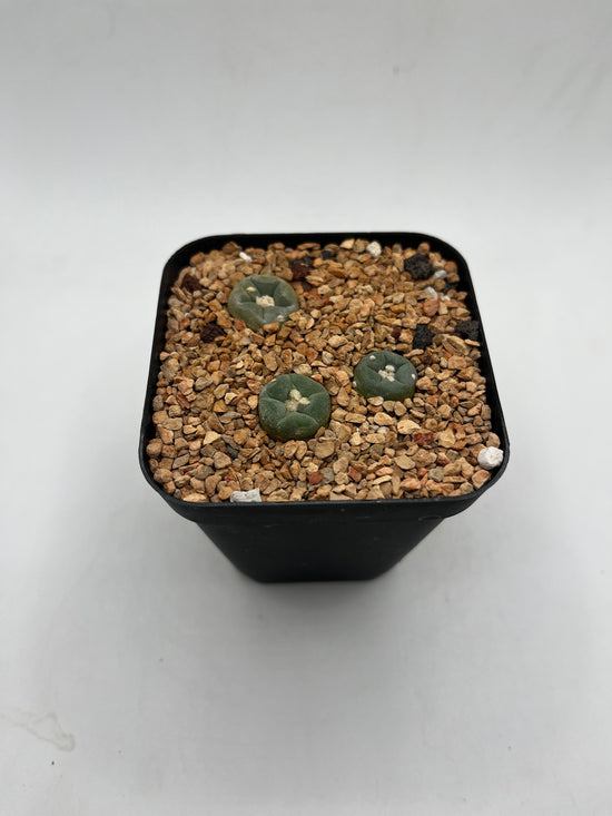 L. alberto-vojtechii (3 pack)