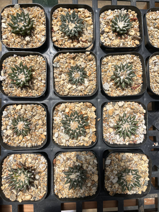 Ariocarpus kotschoubeyanus (random pick)